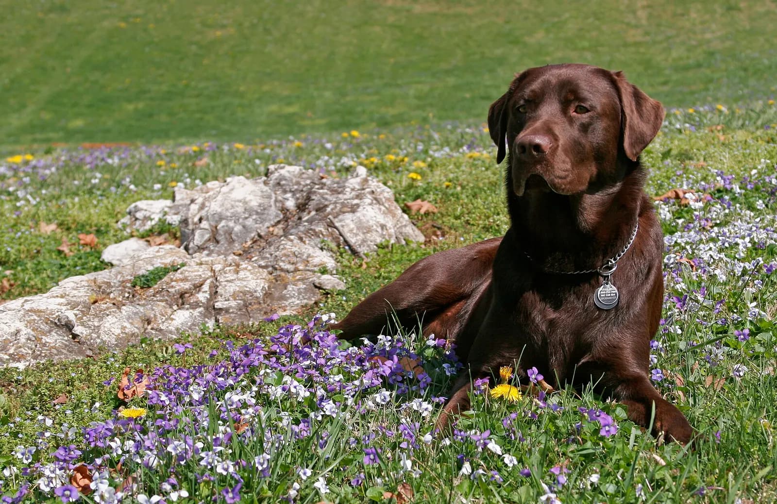 Pet Photography in Cambridge: A Guide to Portraits of Your Dog