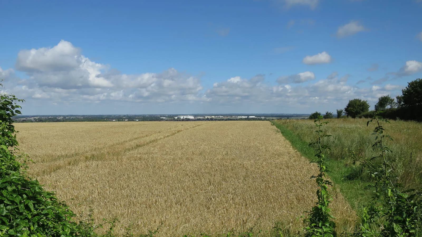 Sweeping views across barley fields and farmland from the Gog Magog Hills near Cambridge